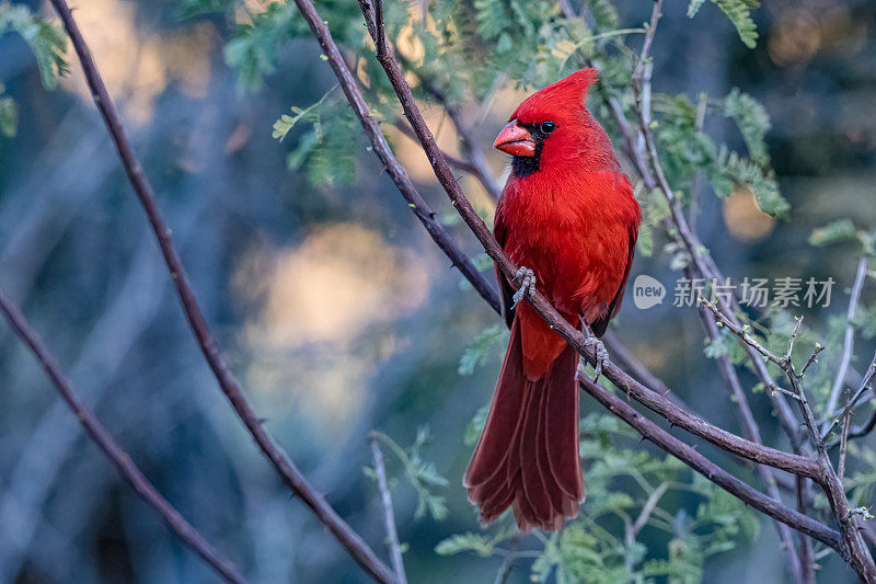 北方红雀(Cardinalis Cardinalis)是红雀属的一种鸟;它也被俗称为红鸟，普通北方红雀，北方红雀，或只是北方红雀。索诺兰沙漠，亚利桑那州。雀形目,Cardinalidae。